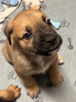 Mocha -  Mixed Breed Dog for Adoption in Saskatoon, Saskatchewan - Mocha | PetCurious