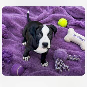Chase Matthew -  Pit Bull Terrier and Mixed Breed Dog for Adoption in Shorewood, Illinois - Chase Matthew | PetCurious