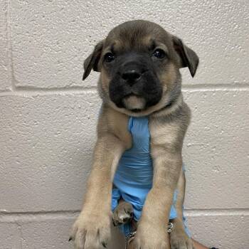 Torch -  Mastiff and Mixed Breed Dog for Adoption in Birmingham, Alabama - Torch | PetCurious