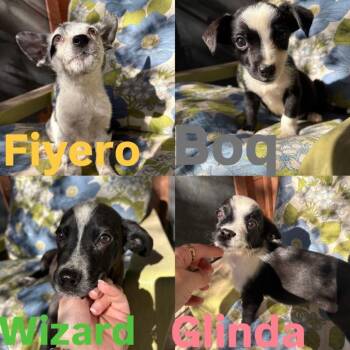 Chihuahua and Cattle Dog Dogs Available for Adoption - Boq | PetCurious
