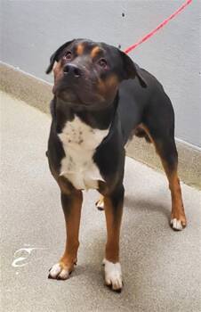 Pit Bull Terrier and Rottweiler Dogs Available for Adoption - SHILO | PetCurious