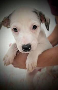 Nellie -  Mixed Breed Dog for Adoption in Mauston, Wisconsin - Nellie | PetCurious
