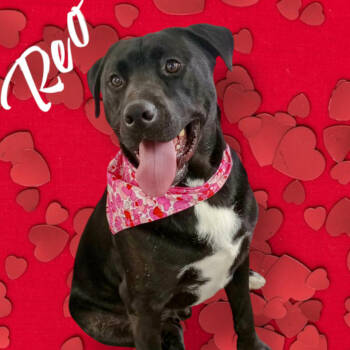 Rescue Black Labrador Retriever Dogs for Adoption in Holton, Kansas - Reo | PetCurious