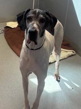 Rocky -  Great Dane Dog for Adoption in Bloomington, Indiana - Rocky | PetCurious