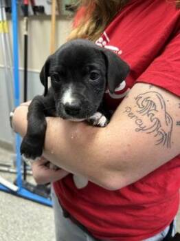 Achilles -  Labrador Retriever and Mixed Breed Dog for Adoption in Kansas City, Missouri - Achilles | PetCurious
