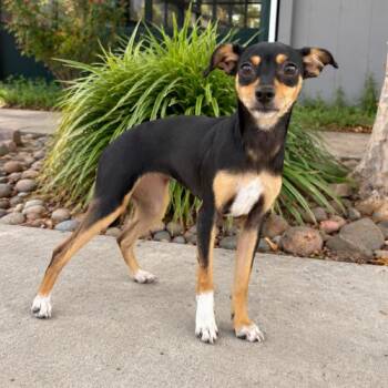 Suzie -  Chihuahua and Maltipoo Dog for Adoption in Lathrop, California - Suzie | PetCurious