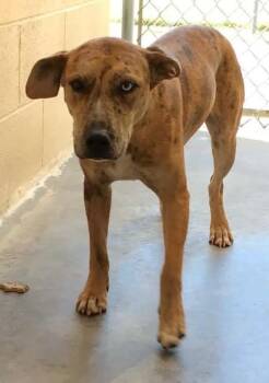 Iris -  Terrier and Boston Terrier Dog for Adoption in Beebe, Arkansas - Iris | PetCurious