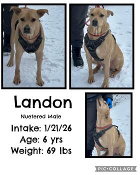 Labrador Retriever Dogs Available for Adoption - Landon | PetCurious
