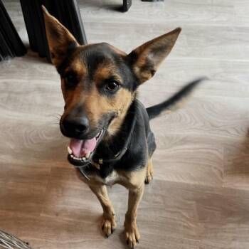 German Shepherd Dog Dogs Available for Adoption - Jackson  | PetCurious
