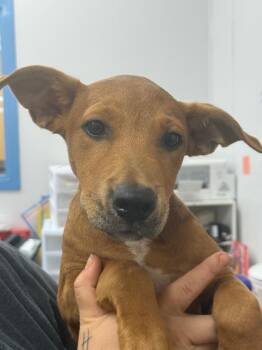 Nicholi -  Mixed Breed Dog for Adoption in Hartsville, South Carolina - Nicholi | PetCurious