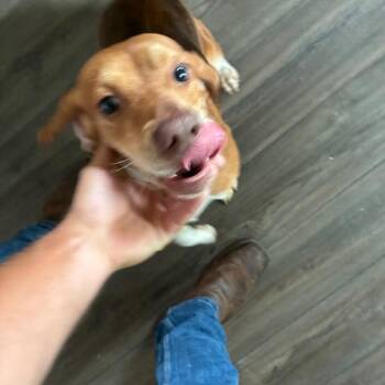 John Lennon -  Beagle Dog for Adoption - John Lennon | PetCurious