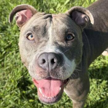 Cookie Crisp -  Pit Bull Terrier Dog for Adoption in Jefferson, Wisconsin - Cookie Crisp | PetCurious