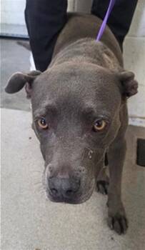 PRIM -  Pit Bull Terrier Dog for Adoption in San Bernardino, California - PRIM | PetCurious
