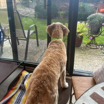 Alaina -  Labradoodle Dog for Adoption in Des Moines, Iowa - Alaina | PetCurious