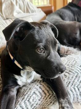 Leo -  Labrador Retriever and Pit Bull Terrier Dog Available for Adoption in Evergreen, Colorado - Leo | PetCurious
