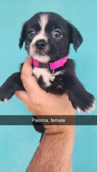 Paloma -  Havanese and Terrier Dog for Adoption in Evansville, Indiana - Paloma | PetCurious