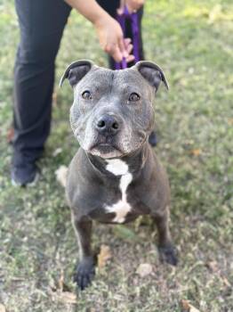 Rescue Pit Bull Terrier Dogs for Adoption in Benbrook, Texas - BEY | PetCurious