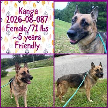 2026-08-087 *Kanga* -  German Shepherd Dog Dog for Adoption in Winder, Georgia - 2026-08-087 *Kanga* | PetCurious
