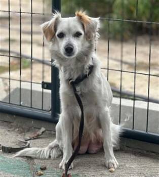 Papillon Dogs Available for Adoption in Tustin, California - MRS. POTTS | PetCurious