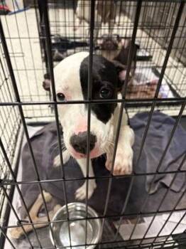 Special Agent Dana Scully -  Mixed Breed Dog for Adoption in Atlanta, Georgia - Special Agent Dana Scully | PetCurious