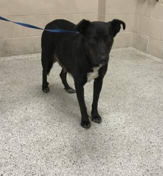 German Shepherd Dog and Mixed Breed Dogs Available for Adoption - BETSIE | PetCurious