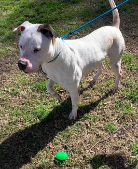 Rescue American Bulldog Dogs for Adoption in Zuni, Virginia - Tommy | PetCurious