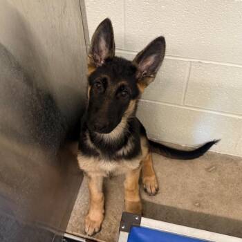 Stormy -  German Shepherd Dog Dog for Adoption in Sand Springs, Oklahoma - Stormy | PetCurious