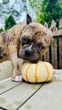 Ricky the pocket pittie -  Pit Bull Terrier and French Bulldog Dog for Adoption in Stamford, Connecticut - Ricky The Pocket Pittie | PetCurious