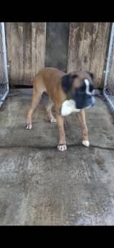 Salt: Not at the shelter -  Boxer Dog for Adoption in Rustburg, Virginia - Salt: Not At The Shelter | PetCurious