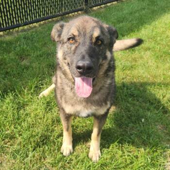 Ruger -  German Shepherd Dog Dog for Adoption in Fort Wayne, Indiana - Ruger | PetCurious