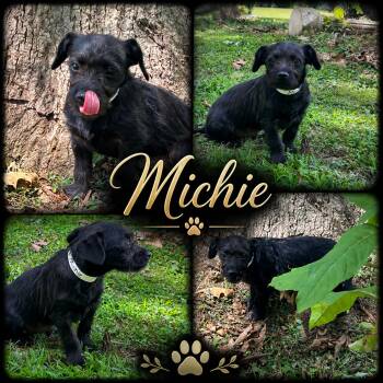 Michie -  Terrier and Schnauzer Dog for Adoption in Jackson, Tennessee - Michie | PetCurious