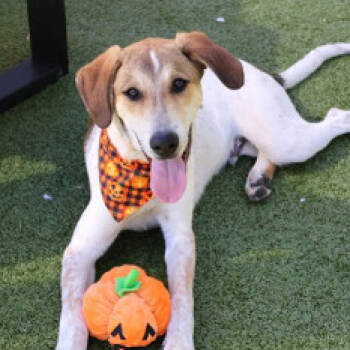 Rescue Mixed Breed Dogs for Adoption in Wantagh, New York - Leopold | PetCurious