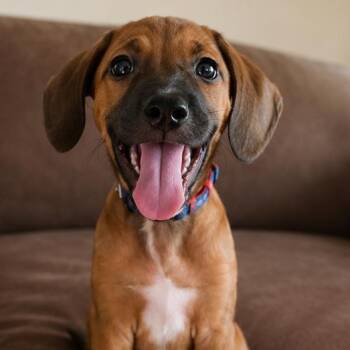 Luis -  Mixed Breed Dog for Adoption in Baldwin, Maryland - Luis | PetCurious