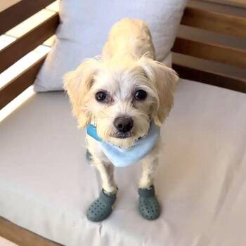 Chauncey -  Poodle Dog for Adoption in Oakland, California - Chauncey | PetCurious