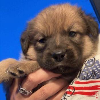 Dolinger Girl Pup 2-10 -  German Shepherd Dog and Golden Retriever Dog for Adoption in Fairfax Station, Virginia - Dolinger Girl Pup 2-10 | PetCurious
