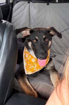 Mercy Rae -  Shepherd Dog for Adoption in Hopkinton, Massachusetts - Mercy Rae | PetCurious