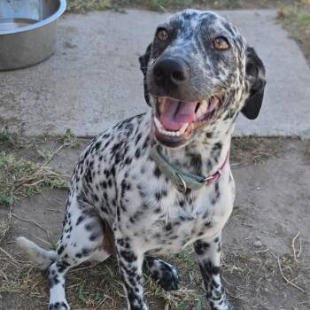Lady Bird -  German Shorthaired Pointer Dog for Adoption in Mcallen, Texas - Lady Bird | PetCurious