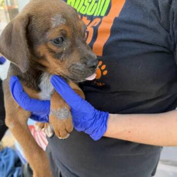 Cinnamon Broom -  Labrador Retriever Dog for Adoption in Austin, Texas - Cinnamon Broom | PetCurious