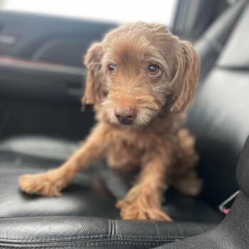 Terrier Dogs Available for Adoption - Lotus | PetCurious