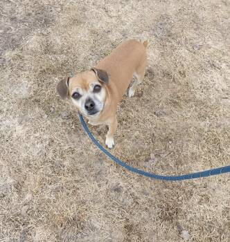 Puggle Dogs Available for Adoption in Vaudreuil-dorion, Quebec - Rinkie | PetCurious