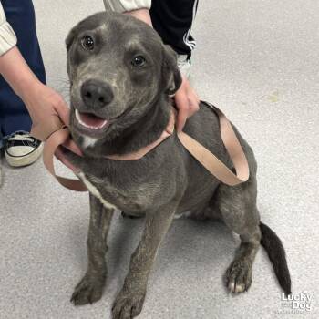 Labrador Retriever and Shepherd Dogs Available for Adoption - Flubber | PetCurious