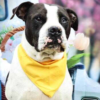 Betamax JuM -  American Bulldog and Boxer Dog for Adoption in Austin, Texas - Betamax JuM | PetCurious