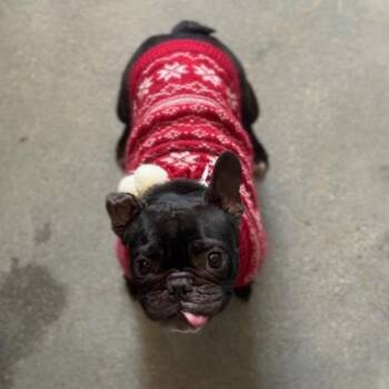 Paris A2257154 -  French Bulldog Dog for Adoption in Bend, Oregon - Paris A2257154 | PetCurious