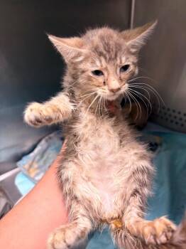 Southerland 7 -  Affenpinscher Dog for Adoption in Morgantown, Kentucky - Southerland 7 | PetCurious
