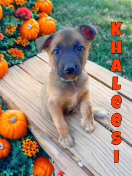 Rescue Belgian Shepherd Malinois Dogs for Adoption in Perris, California - KHALEESI | PetCurious