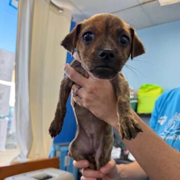 Spooky -  Chihuahua Dog for Adoption in Wahiawa, Hawaii - Spooky | PetCurious