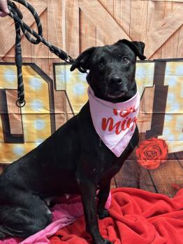 Mixed Breed Dogs Available for Adoption - Sadie | PetCurious