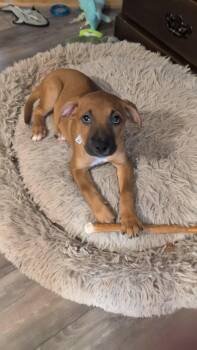 Rudy -  Mixed Breed Dog for Adoption in Sioux Falls, South Dakota - Rudy | PetCurious