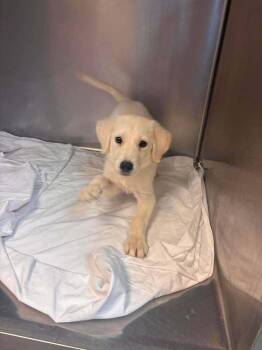 Quesarito -  Labrador Retriever Dog for Adoption in Statesboro, Georgia - Quesarito | PetCurious