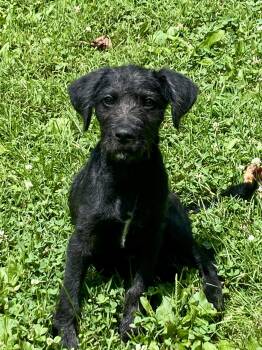 Millie Ann -  Wire Fox Terrier and Labrador Retriever Dog for Adoption in Barnhart, Missouri - Millie Ann | PetCurious